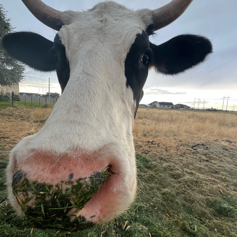 Meet your Posher, Brooklynn